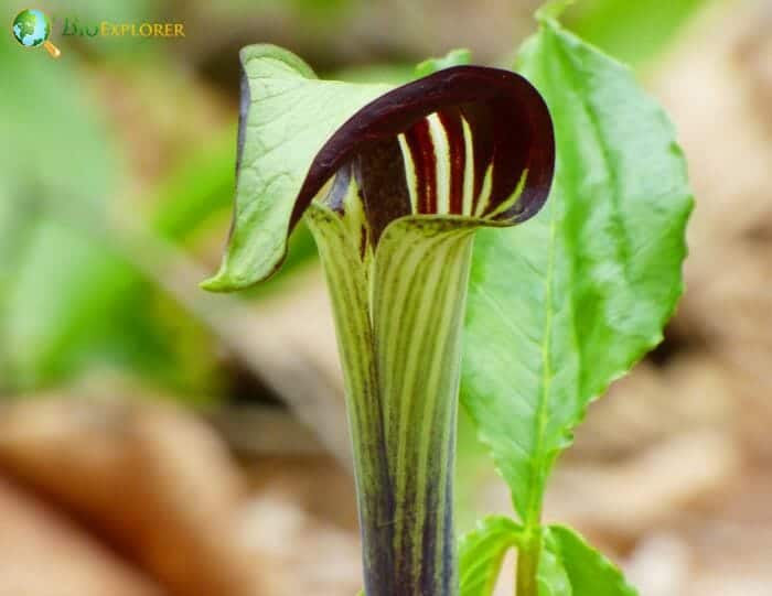 Greenish White Jack In The Pulpit Flower
