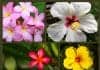 Hawaiian Flowers