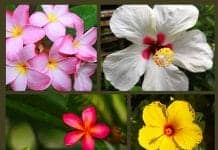 Hawaiian Flowers