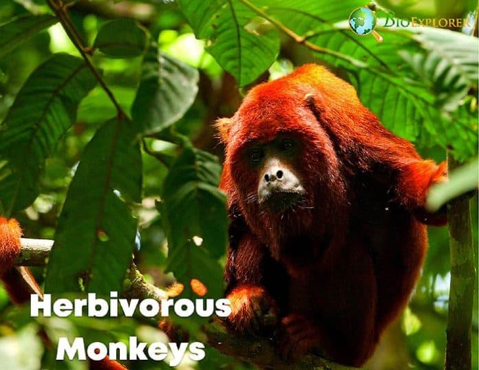 Herbivorus Monkeys Types of Herbivore Monkeys BioExplorer