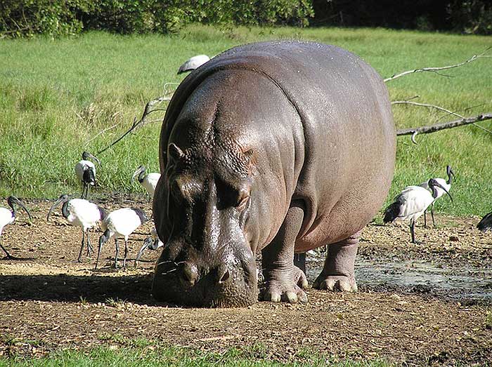 Hippo animal food chain