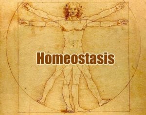 Why Homeostasis Is Important? | Examples of Homeostasis