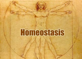 Homeostasis