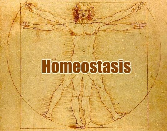 Why Homeostasis Is Important? | Examples of Homeostasis