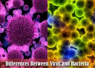 how are virus different from bacteria?