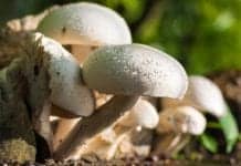 How Do Fungi Reproduce?