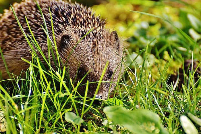 How Do Hedgehogs Hunt?