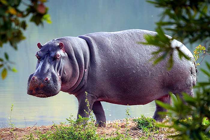 How do hippos hunt?