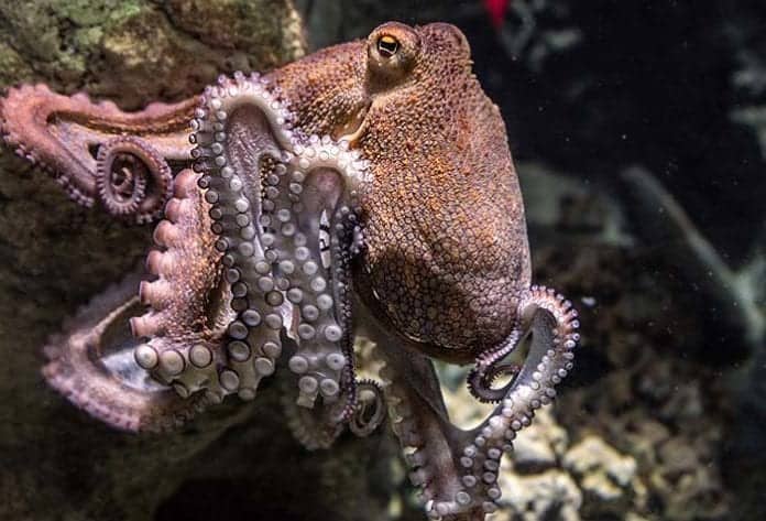 What Do Octopuses Eat? | Octopus Diet By Types | Biology Explorer