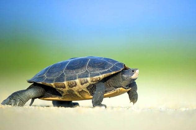 What Do Turtles Eat? | Turtle Diet By Types | What Eats Turtles?