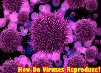 how do viruses reproduce?