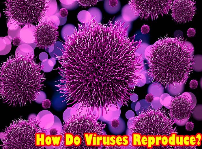 How Do Viruses Reproduce Lysogenic Cycle Stages Bioexplorernet 6682