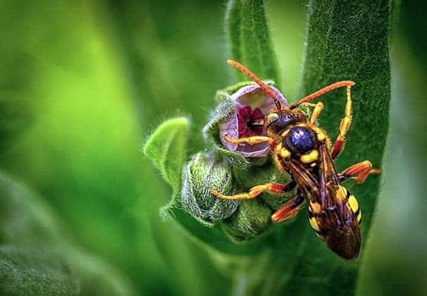 What Do Wasp Eat? | Wasps Diet By Types | What Eats Wasps?