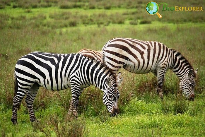 How Do Zebras Hunt?