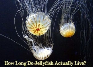how long do jellyfish live?
