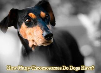 How Many Chromosomes Do Dogs Have?