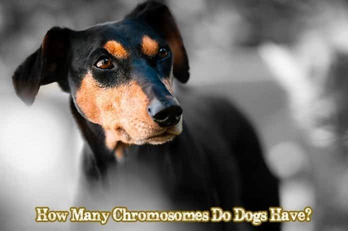 How Many Chromosomes Do Dogs Have?