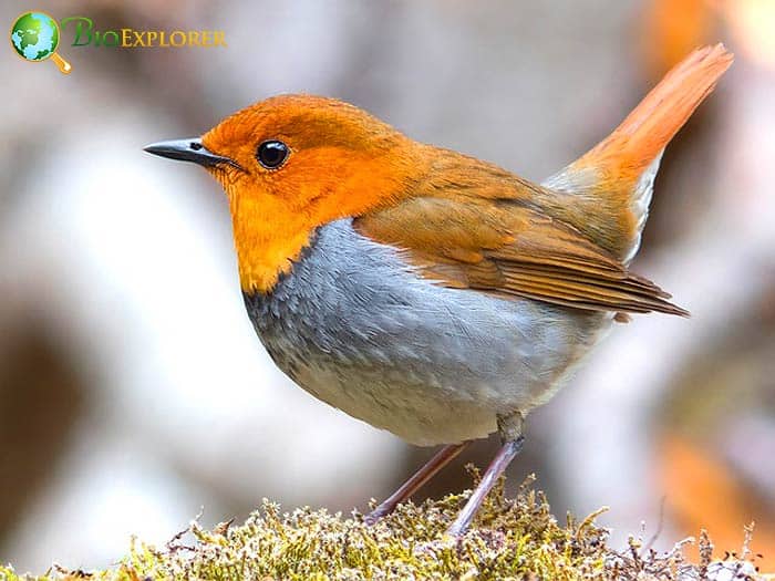 Robin (Erithacus rubecula) - British Birds - Woodland Trust