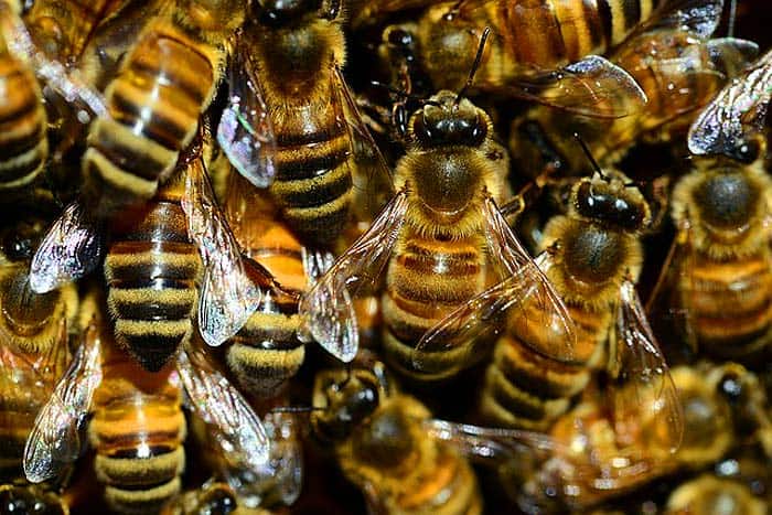 How Often Do Bees Eat?