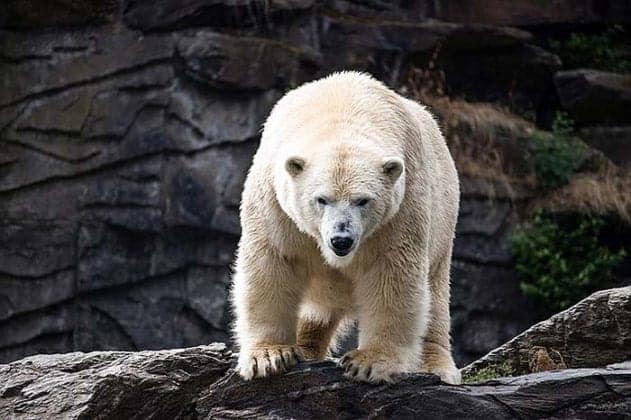 What Do Polar Bears Eat? | How Do Polar Bears Hunt? | Biology Explorer