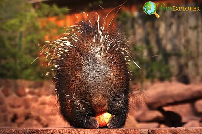 How Often Do Porcupines Eat?