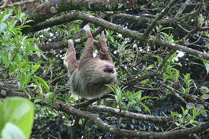 How often do sloths eat?