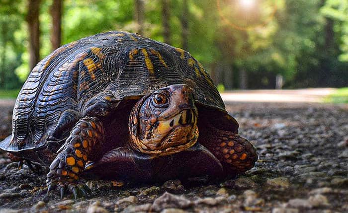 How often do turtles eat?