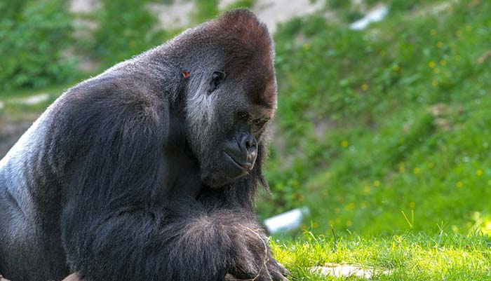 how often gorillas eat