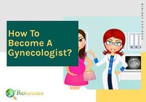 How To Become A Gynecologist (OB/GYN)? - BioExplorer.Net