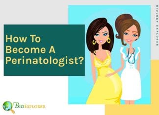 How to become a perinatologist?