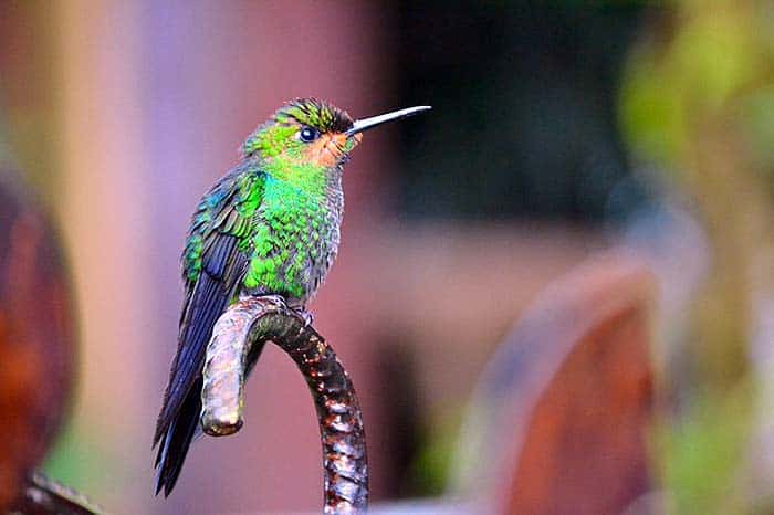 hummingbirds characteristics