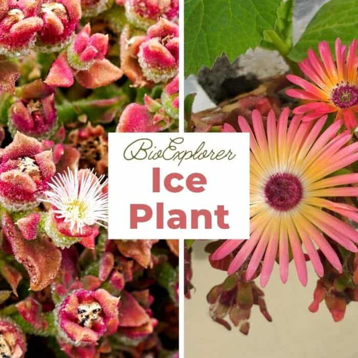 Ice Plant