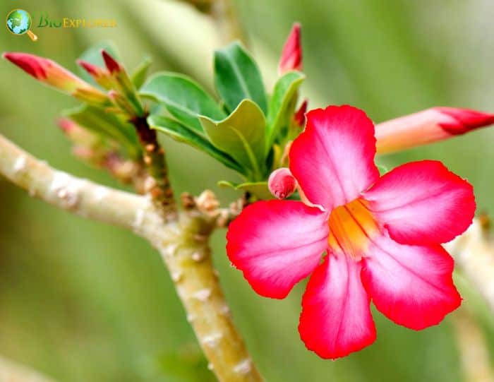 Desert Rose Flower | Adenium Obesum Facts | BioExplorer