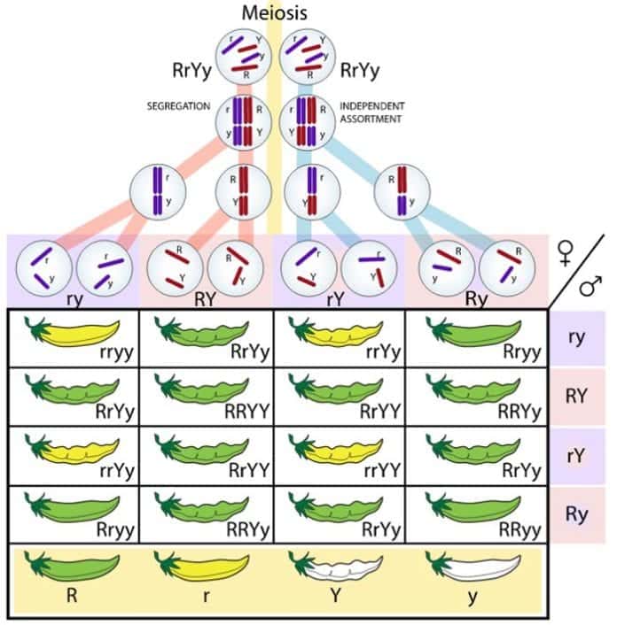 What Is The Chromosome Theory Of Inheritance Biology Explorer