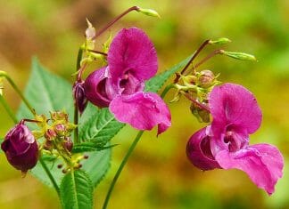 Indian Balsam Flower