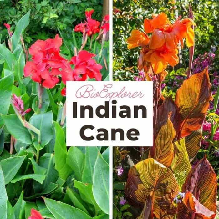 Indian Cane
