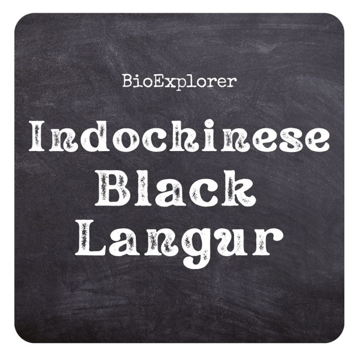 Indochinese Black Langur