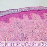Integumentary System Facts