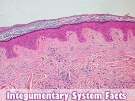 Top 25 Integumentary System Facts | Skin Fun Facts (Updated 2023)