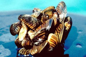 Invasive Specie: Zebra Mussels