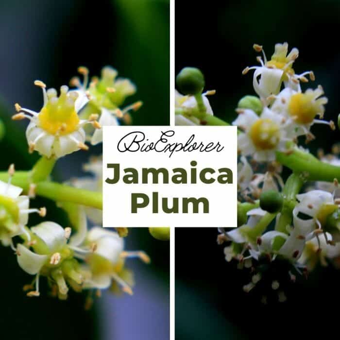 jamaican plum tree