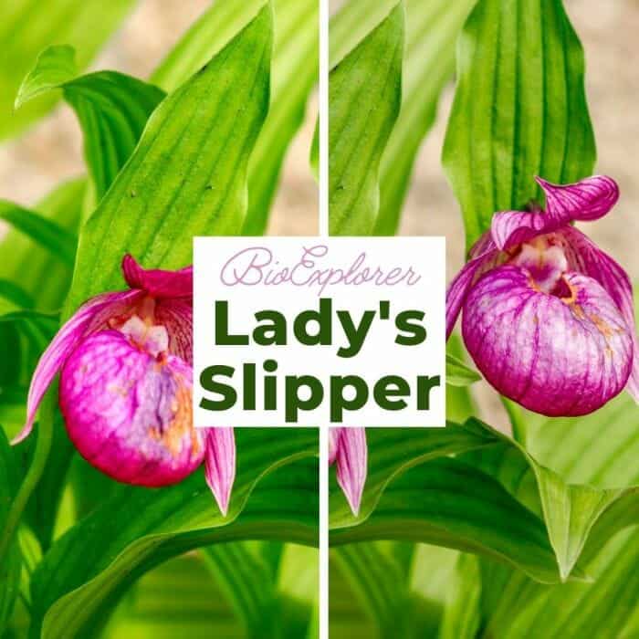 Lady's Slipper