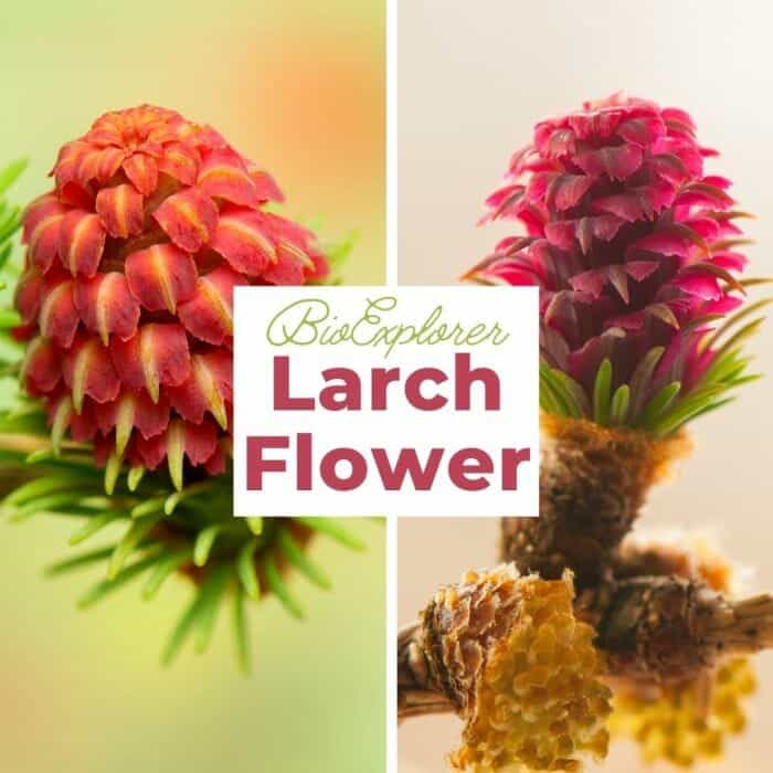 Larch