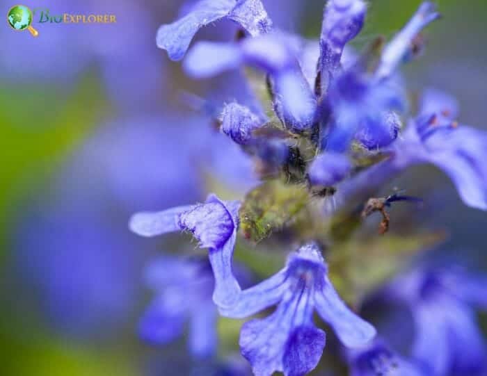 Lavender Bugleweed Flowers