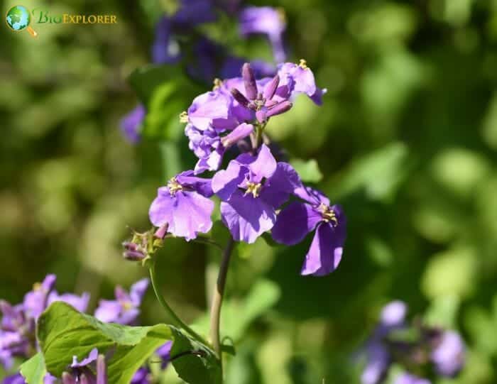 Lavender Dame's Rocket Flowers