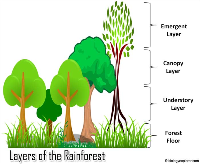 Layers of the Rainforest | Rainforest Animals | Biology Explorer