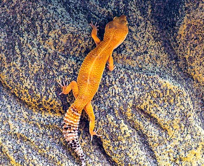 Leopard Gecko Tail