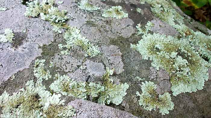 chemical weathering living organisms lichens