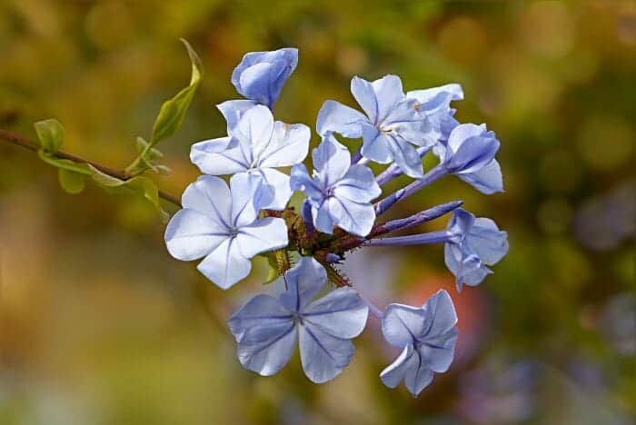 Light Blue Phlox Flowers