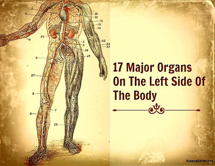 Organs On Left Side Of Body | Major Organs On Left Side on Human Body